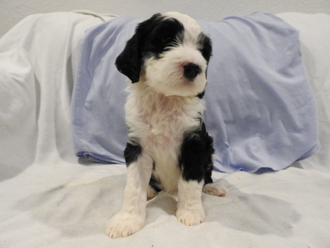 Medium Photo #1 Portuguese Water Dog Puppy For Sale in YUMA, AZ, USA