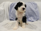 Small Photo #1 Portuguese Water Dog Puppy For Sale in YUMA, AZ, USA