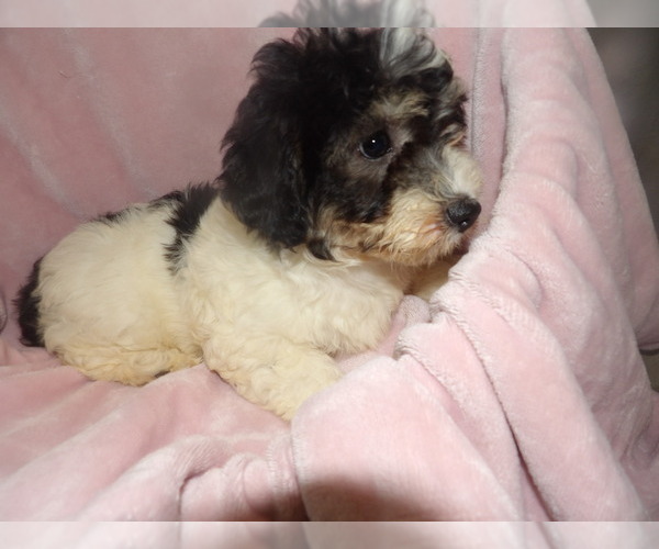 Medium Photo #3 Bichpoo Puppy For Sale in PATERSON, NJ, USA