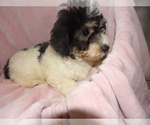 Small Photo #3 Bichpoo Puppy For Sale in PATERSON, NJ, USA