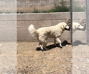 Kuvasz Puppy for sale in SNOWFLAKE, AZ, USA