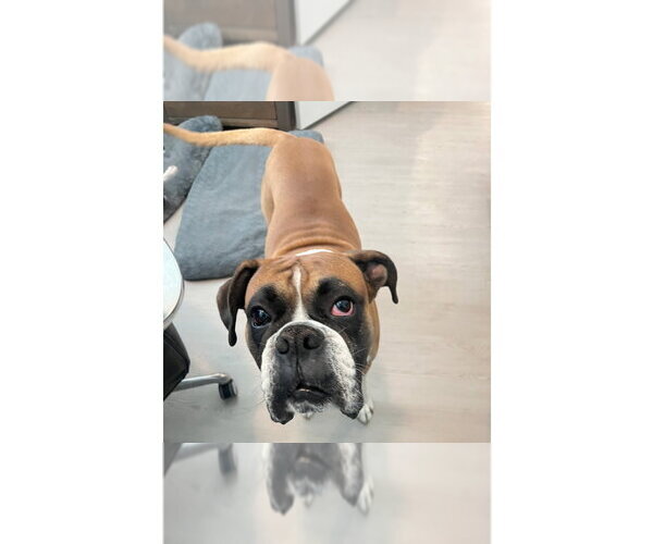 Medium Photo #1 Boxer Puppy For Sale in Austin, TX, USA