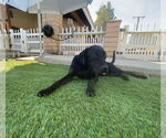 Small #4 Labrador Retriever Mix