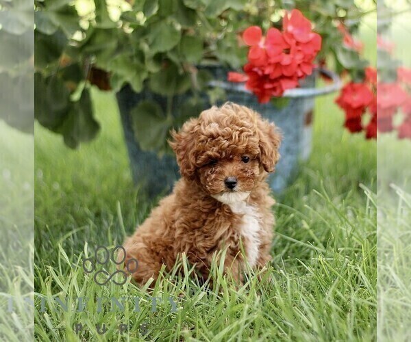 Medium Photo #4 Poodle (Miniature) Puppy For Sale in GORDONVILLE, PA, USA