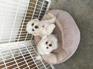 Maltese Puppy for sale in COVINGTON, IN, USA