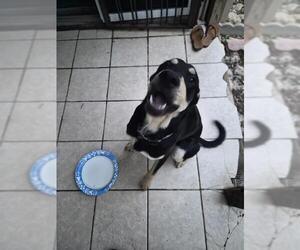 Mutt Dogs for adoption in San Antonio, TX, USA
