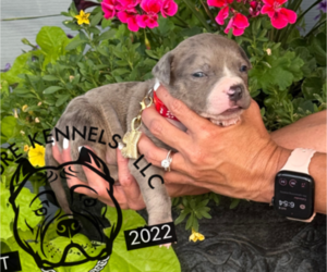 Medium American Bully
