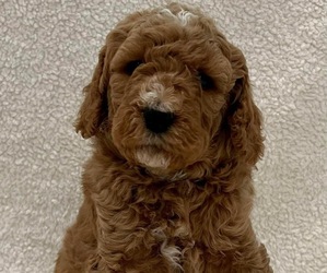 Bernedoodle-Poodle (Miniature) Mix Puppy for sale in BATAVIA, OH, USA