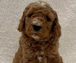 Small Photo #1 Bernedoodle-Poodle (Miniature) Mix Puppy For Sale in BATAVIA, OH, USA