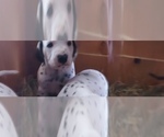 Small #2 Dalmatian