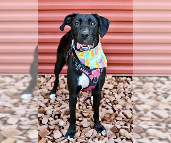 Medium Photo #1 Labrador Retriever-Unknown Mix Puppy For Sale in West Valley, UT, USA