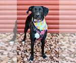 Small Labrador Retriever Mix
