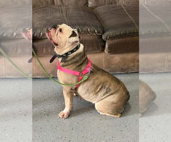 Medium Photo #2 Bulldog Puppy For Sale in Martinsburg, WV, USA