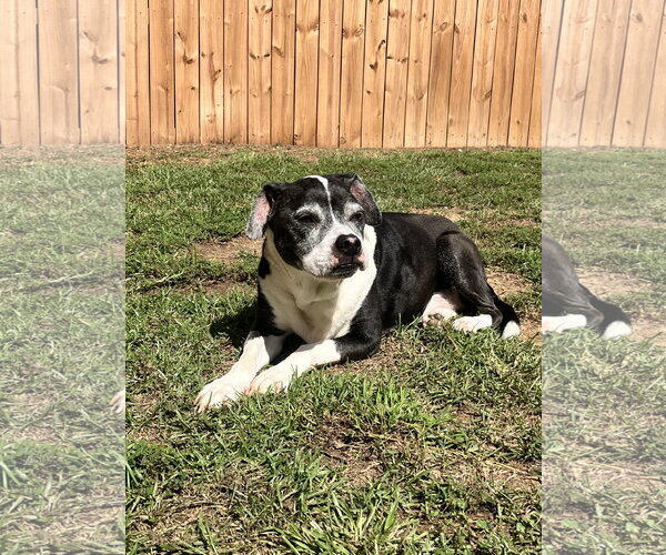 Medium Photo #4 American Pit Bull Terrier-Unknown Mix Puppy For Sale in Lexington, SC, USA