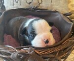 Small Photo #28 Boston Terrier Puppy For Sale in MONTVILLE, OH, USA