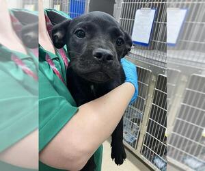 American Staffordshire Terrier-Unknown Mix Dogs for adoption in Grand Prairie, TX, USA