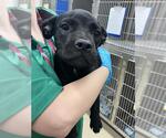 Small American Staffordshire Terrier Mix