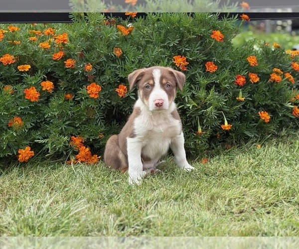 Medium Photo #4 Border Collie-Bordoodle Mix Puppy For Sale in AMES, IA, USA