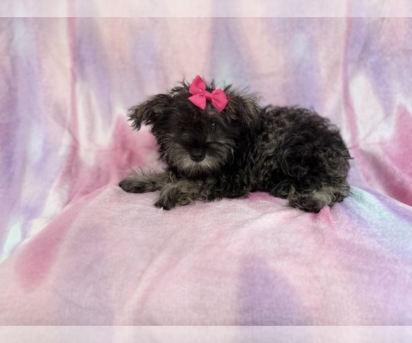 Medium Photo #2 Schnauzer (Miniature) Puppy For Sale in LAKELAND, FL, USA