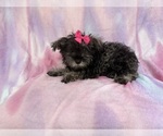 Small #1 Schnauzer (Miniature)