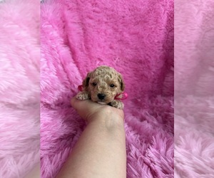Poodle (Toy) Puppy for sale in JEFFERSONVILLE, IN, USA