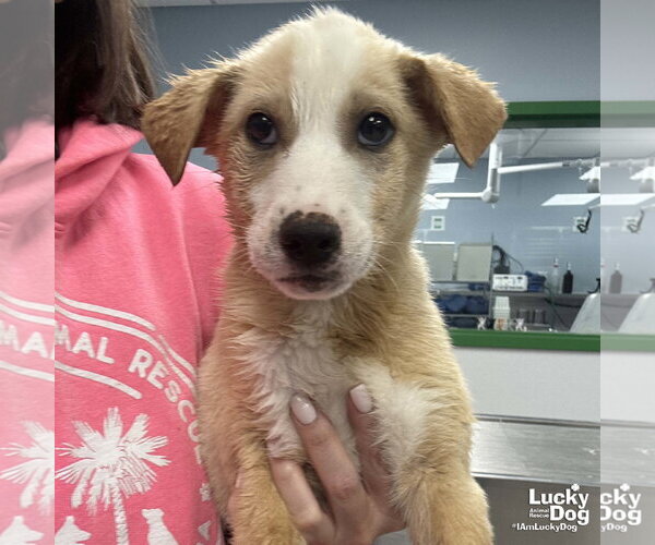 Medium Photo #2 Australian Shepherd-Unknown Mix Puppy For Sale in Washington, DC, USA