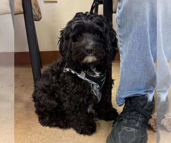 Medium Photo #2 Shih Tzu-Unknown Mix Puppy For Sale in Canton, CT, USA