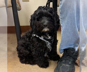Zoey - Female Shih Tzu-Unknown Mix Dog for Adoption - Photo #2