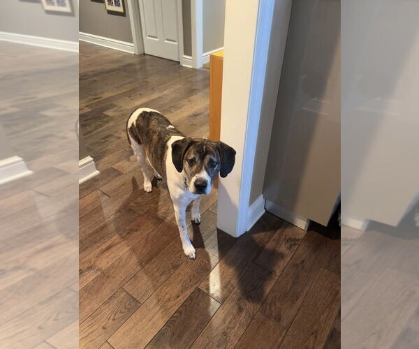 Medium Photo #2 Beagle-Unknown Mix Puppy For Sale in Springdale, PA, USA