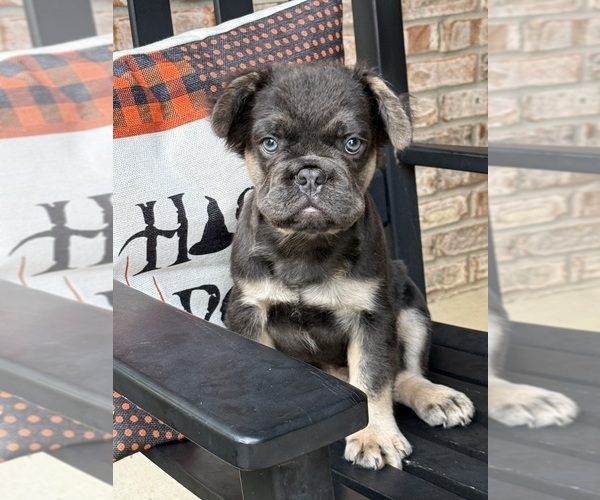 Medium Photo #5 French Bulldog Puppy For Sale in GREENFIELD, IN, USA