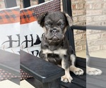Small #4 French Bulldog
