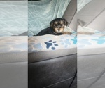 Small Photo #21 Yorkshire Terrier Puppy For Sale in BENSON, NC, USA