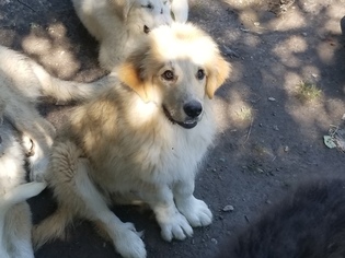 Great Pyrenees Dogs for adoption in SUFFOLK, VA, USA