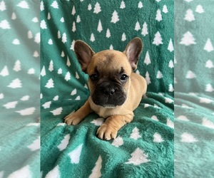 French Bulldog Puppy for Sale in CROSWELL, Michigan USA