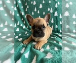 Small French Bulldog