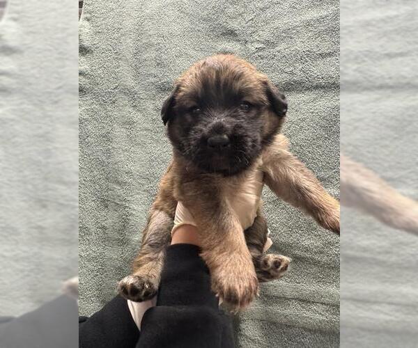 Medium Photo #1 Mutt Puppy For Sale in Riverside, CA, USA