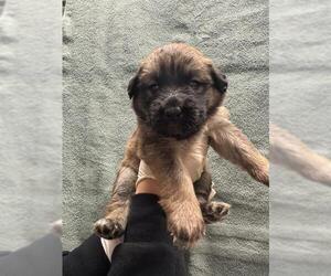 Mutt Dogs for adoption in Riverside, CA, USA