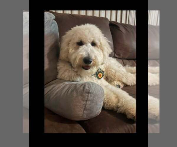 Medium Photo #1 Goldendoodle Puppy For Sale in Pacolet, SC, USA