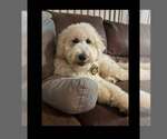 Small Goldendoodle