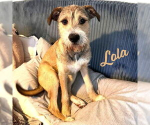 Mutt Dogs for adoption in HOUSTON, TX, USA