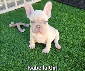 French Bulldog Puppy for sale in LAS VEGAS, NV, USA