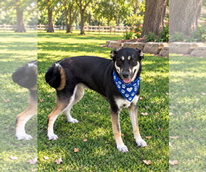 Mutt Dogs for adoption in Euless, TX, USA