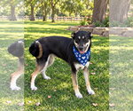 Hera - Female Mutt Dog for Adoption - Small photo
