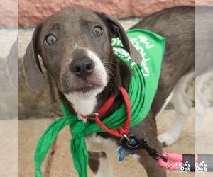 Retriever -Unknown Mix Dogs for adoption in Washington, DC, USA