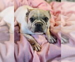 Small #1 French Bulldog