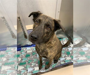 Mastador Dogs for adoption in Fairbanks, AK, USA