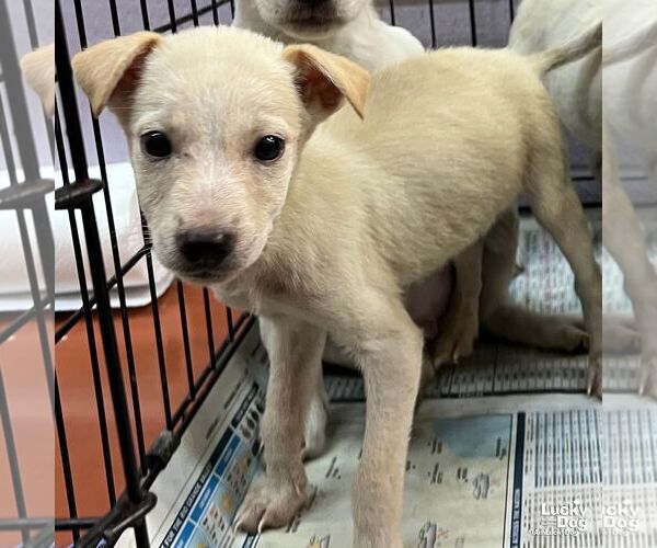 Medium Photo #3 Labrador Retriever-Unknown Mix Puppy For Sale in Washington, DC, USA