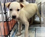 Small #2 Labrador Retriever Mix