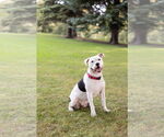 Small #6 American Pit Bull Terrier Mix