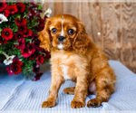 Small #2 Cavalier King Charles Spaniel